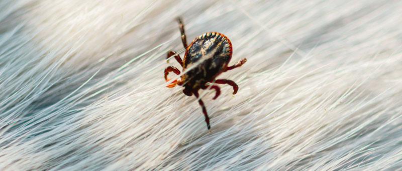 Le zecche possono trasmettere la babesia